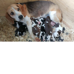 Family Puppies Support