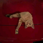 crescent moon tycoons