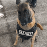 K9 Randy Studios