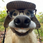 Nerd Dog