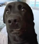 medium quality games