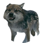 wolf seth