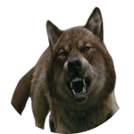 wolf jacob