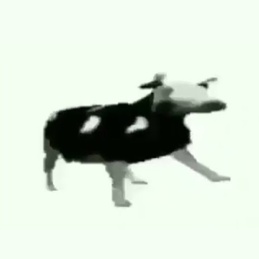 Cow Dancing to Polish music