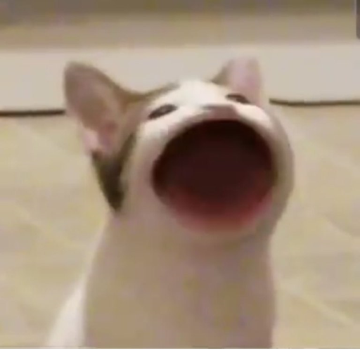 Afk until someone donates 20k