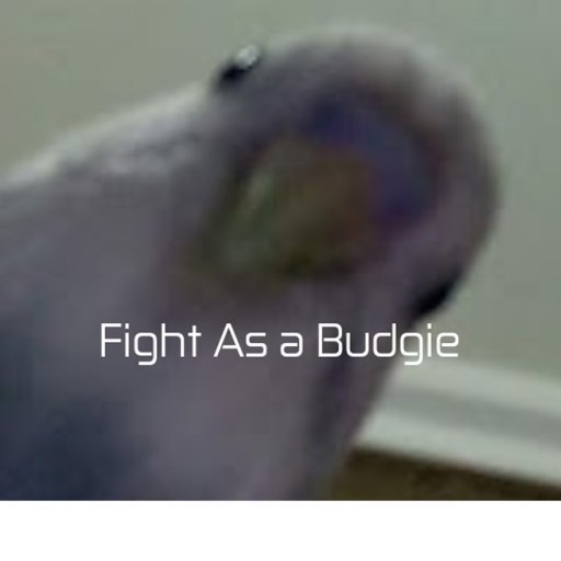 Fight as a budgie