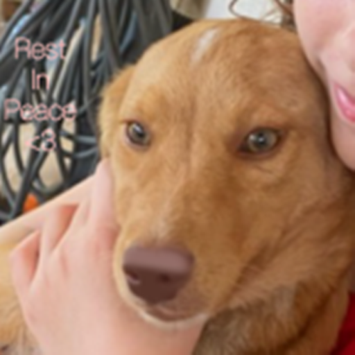 In memorial of Baby dog