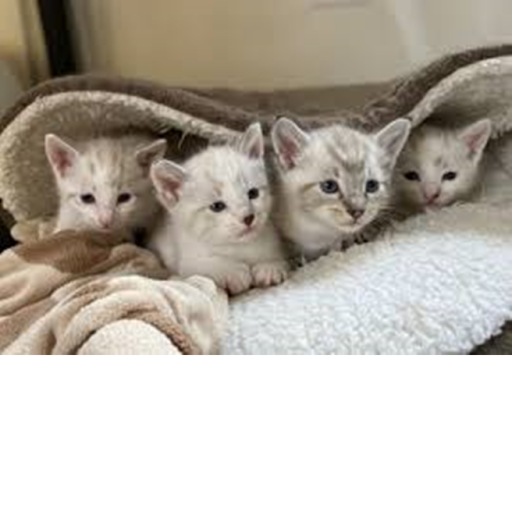 (100.1) The Great Centurial: Practice