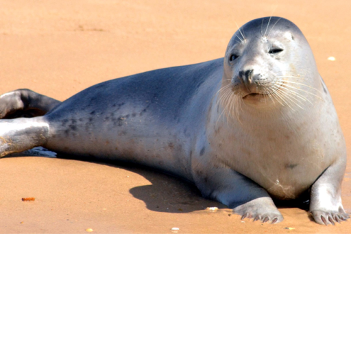 (voice chat!) seals and whales hangout!