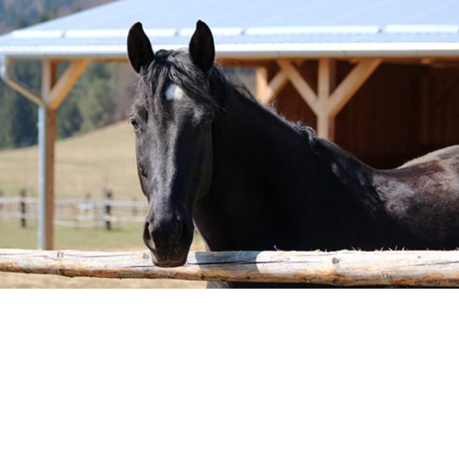 Horse Riding~Rose's Ranch
