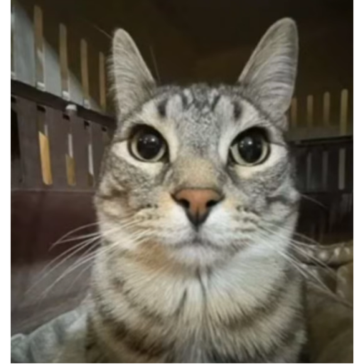 Fish Family Household