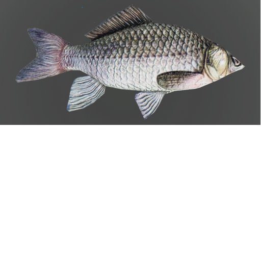 Fishy obby! (1 YEAR)