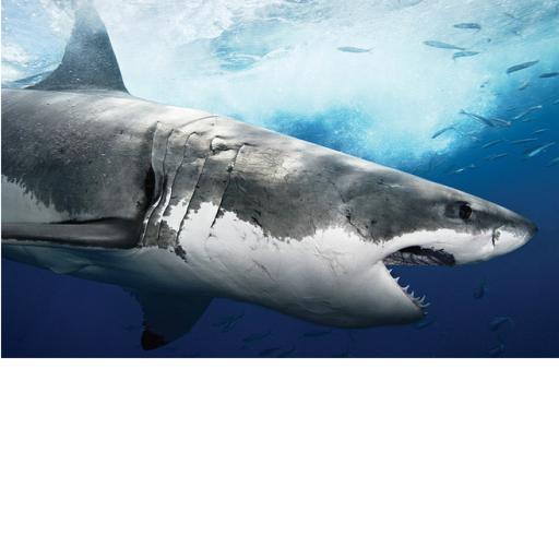 SCP -7890 the meglodon