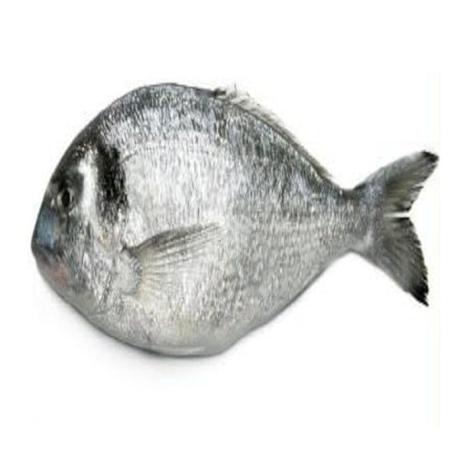 Be a One Pound Fish🐟