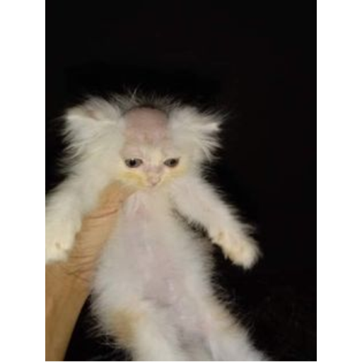 Bobert's Charity Place