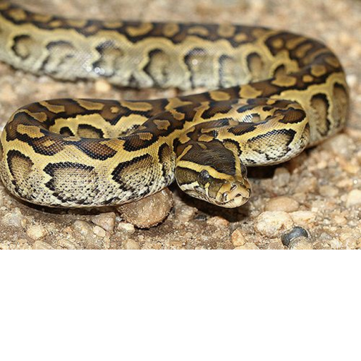 Buy or adopt a Boa or Python and get bitten in the