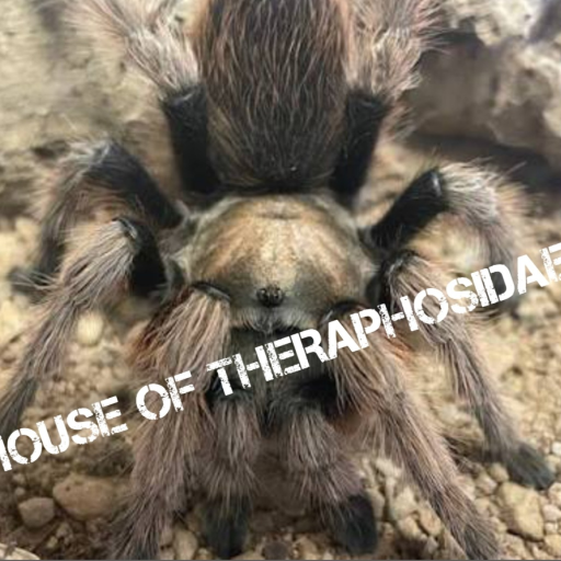 house of theraphosidae rp (mega update part 1)
