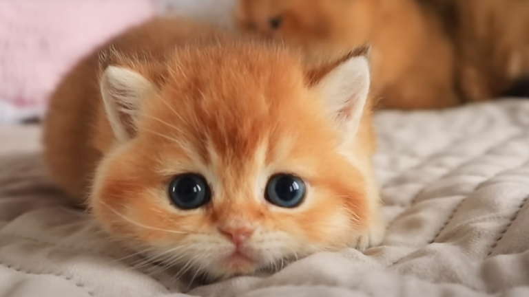 💗Sell Pets and PROVE MOM WRONG! [NEW] screenshot