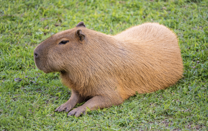 Pet Shop Tycoon (CAPYBARA) screenshot