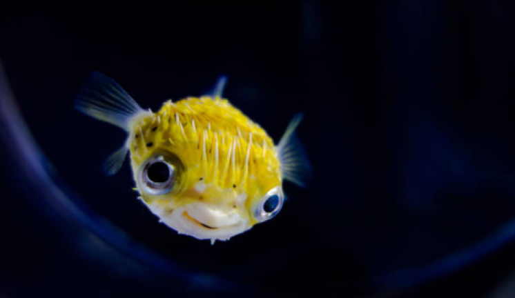 UnderWater screenshot