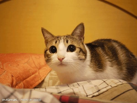 Tattletail Rulplay RP 3: the thirdquel screenshot